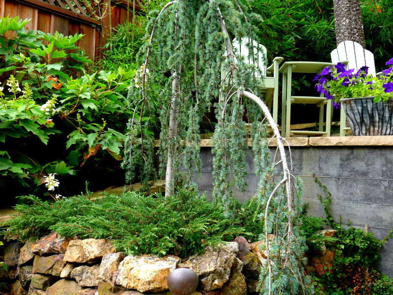 weeping blue cedar