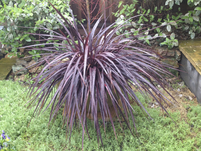 plant detail