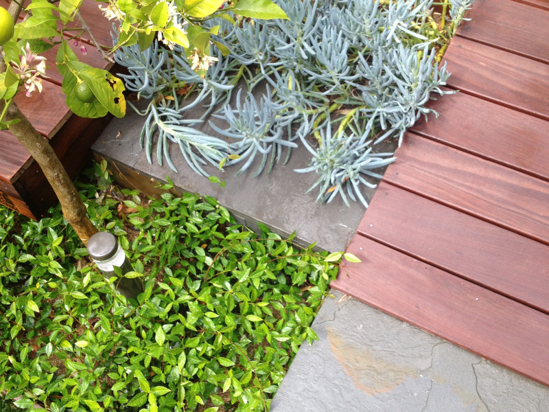 plant detail
