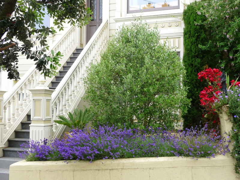 front garden